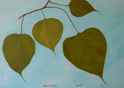 Bodhi Leaves