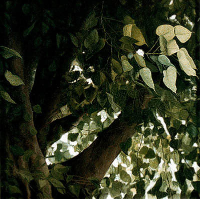 Bodhi Leaves
